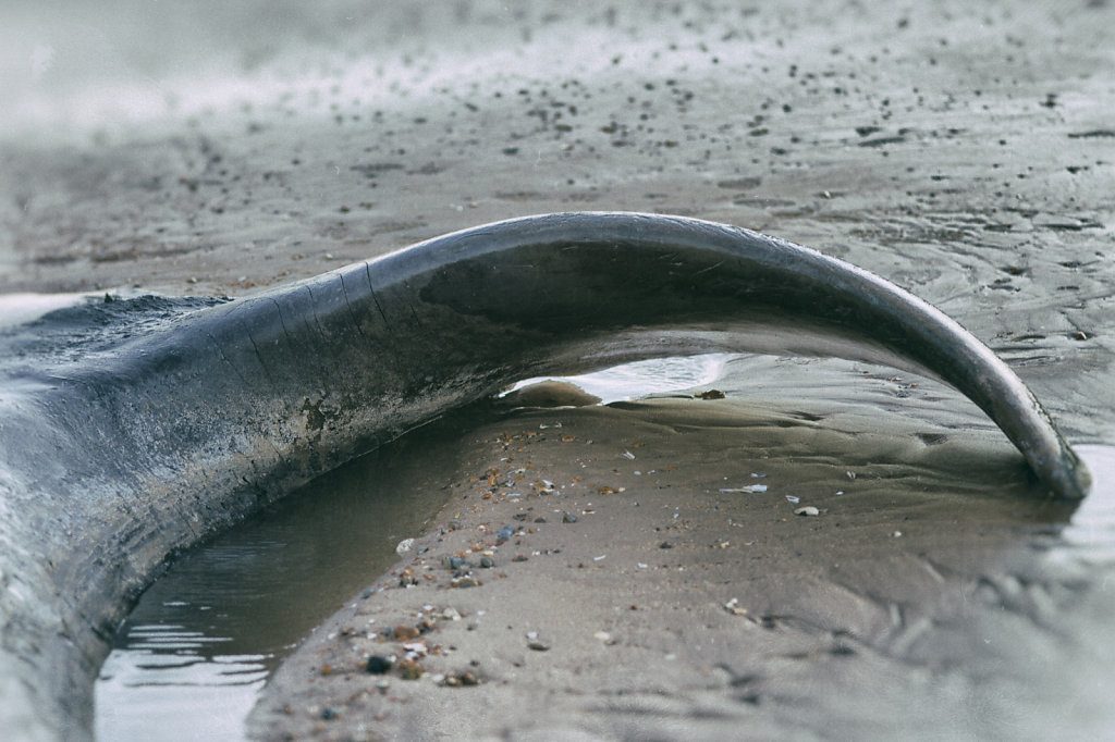 Caudal fin detail of a stranded Sperm Whale bull