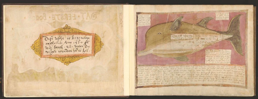 whale-book-coenensz-adriaen-p6.jpg