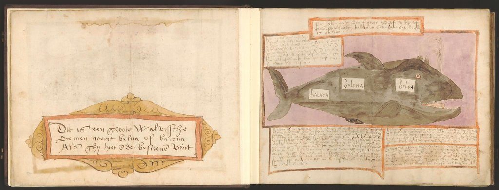 whale-book-coenensz-adriaen-p11.jpg