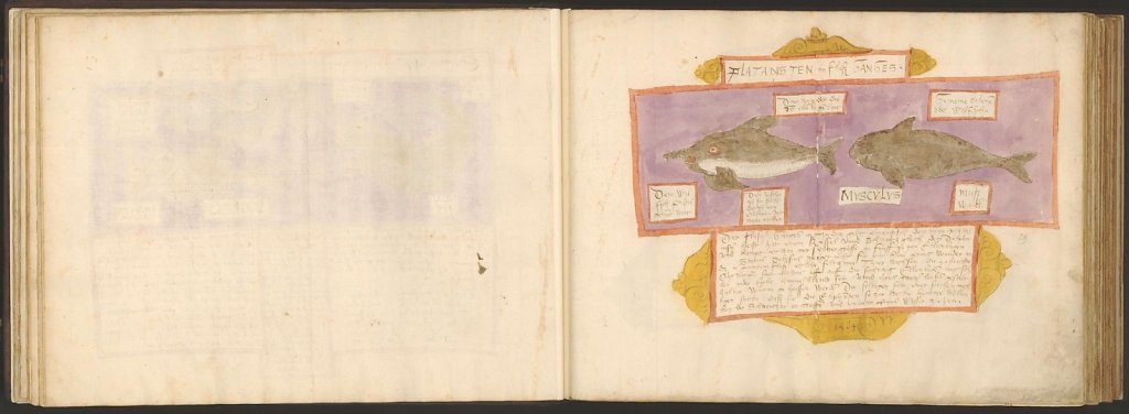 whale-book-coenensz-adriaen-p34.jpg
