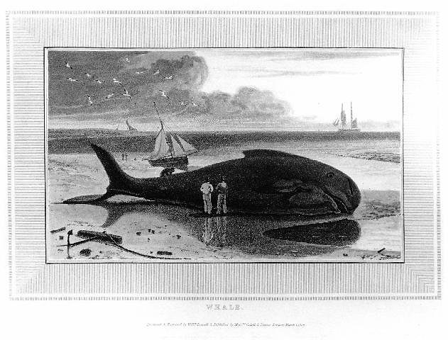 Very Like A Whale By Javier Delgado Esteban